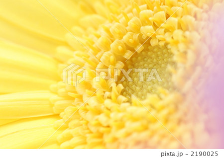 即日☆【造花】YDM/シングルガーベラ ピンク/FA6624-P - 花材
