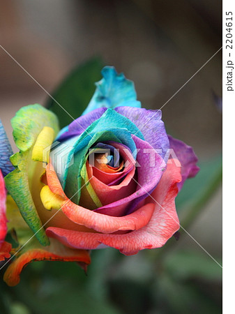 レインボーローズの写真素材