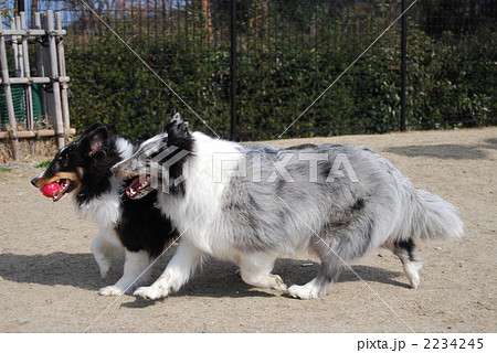 シェットランドシープドッグ 中型犬 長毛の写真素材