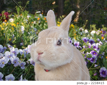 動物 うさぎ 花畑 花 ウサギ 植物 ペットの写真素材
