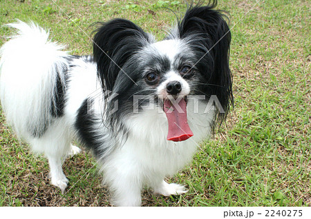 パピヨン 犬 小型犬 草原 舌を出すの写真素材