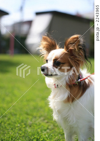 白と茶色の犬の写真素材