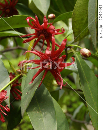 イリシウムの写真素材