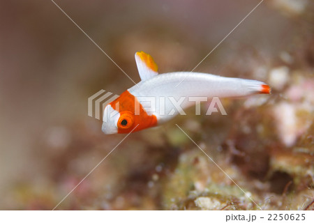 ブダイの稚魚 かわいい魚の写真素材