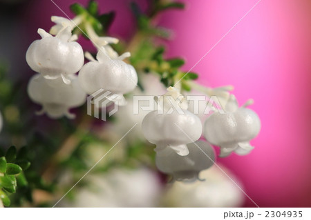 小花 エリカ スズランエリカ 花の写真素材