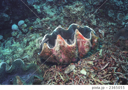 大シャコガイの写真素材 - PIXTA