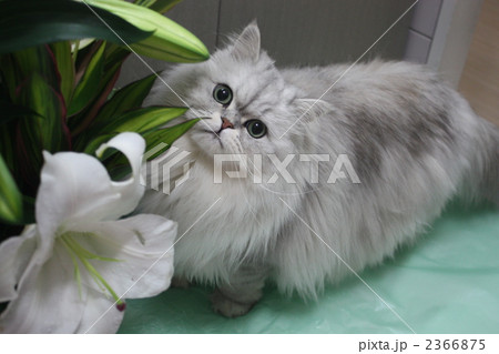 猫 ペルシャ猫 チンチラシルバー 花の写真素材