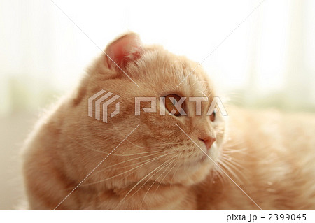 猫 スコティッシュフォールド 1匹 横顔の写真素材