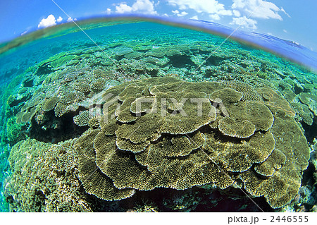 テーブル珊瑚等及び皿珊瑚4個 写真1~6の全て 海水魚用品