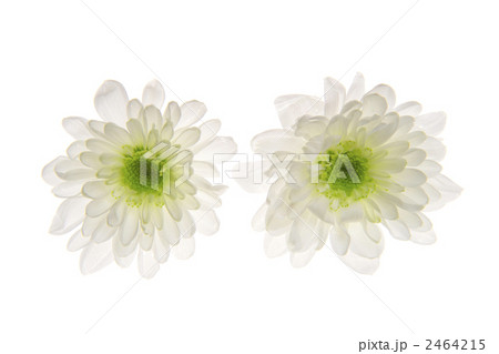 西洋菊花照片素材