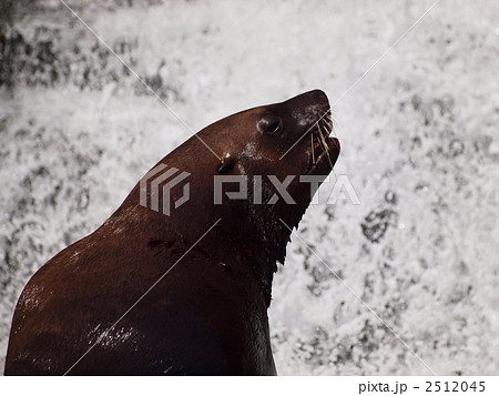 トド 動物 海の動物 オットセイ 哺乳類の写真素材