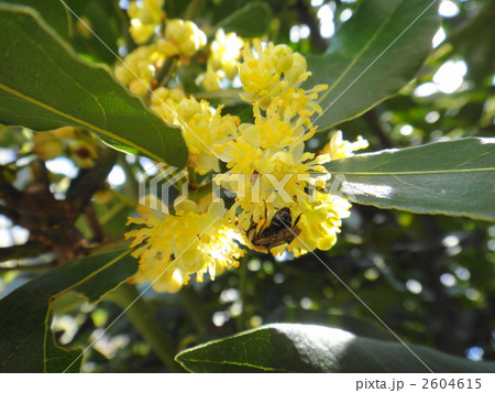 花 月桂樹 蜂 庭木の写真素材