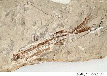 魚の化石の写真素材