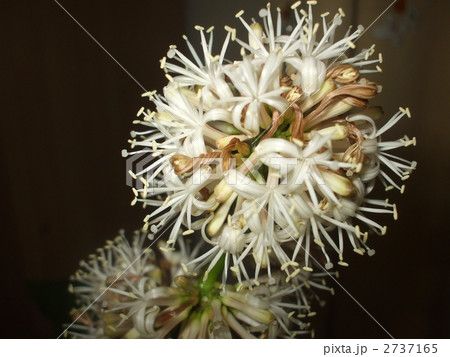 ドラセナマッサンギアナ 幸福の花 幸福の木 観葉植物の写真素材
