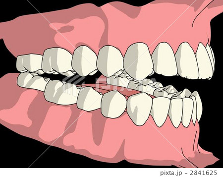 歯ならび 永久歯 歯 犬歯のイラスト素材 歯ならび 永久歯 歯 犬歯のイラスト素材
