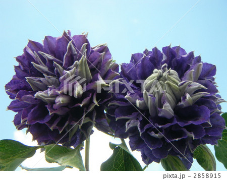 クレマチス 八重咲き 新紫玉 パテンス系の写真素材