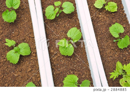 ガーデニング ツルレイシ 葉 苗の写真素材