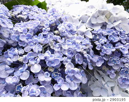 おたふく紫陽花の写真素材