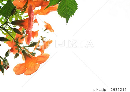 ツリガネカズラ オレンジ色の写真素材