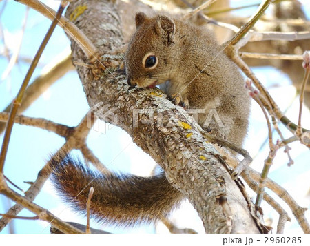 リス アメリカアカリス 動物 横向きの写真素材