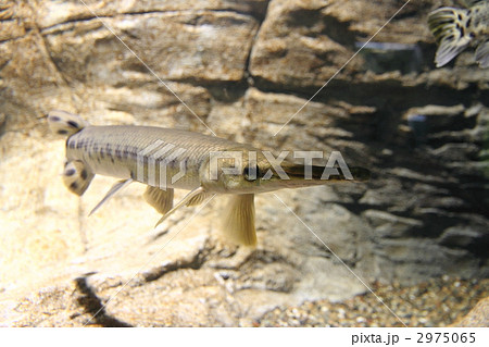 アリゲーター ガー 淡水魚 魚類 水族館の写真素材