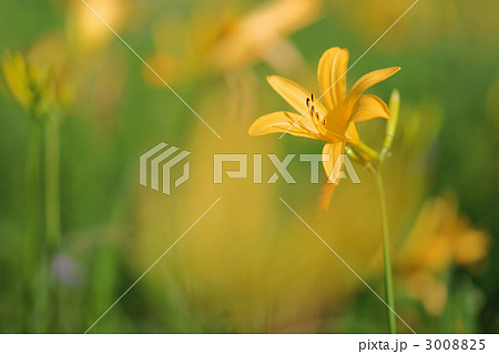 日光キスゲ 花言葉の写真素材