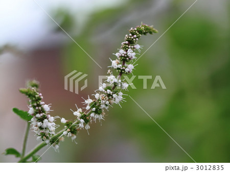 カーリーミント 白い花の写真素材