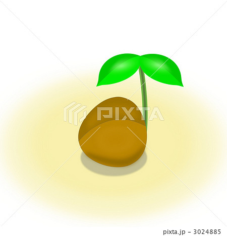若葉 芽 芽生え 椰子の実の写真素材
