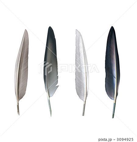 羽根 鳥の羽 黒い羽 黒羽のイラスト素材
