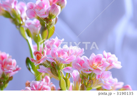 花 カランコエ ミリオンスター 桃色の写真素材