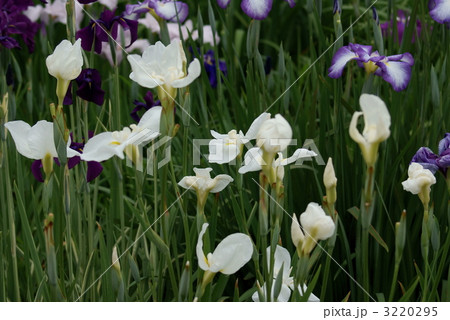 白竜の爪 はくりゅうのつめ の写真素材