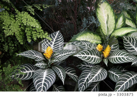 植物 花 アフェランドラ ダニア 緑色の写真素材