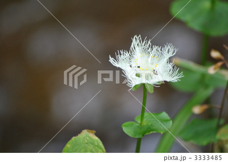 面白い花の写真素材