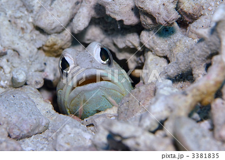 巣穴 ジョーフィッシュ カエルアマダイ 南国の魚 正面顔の写真素材