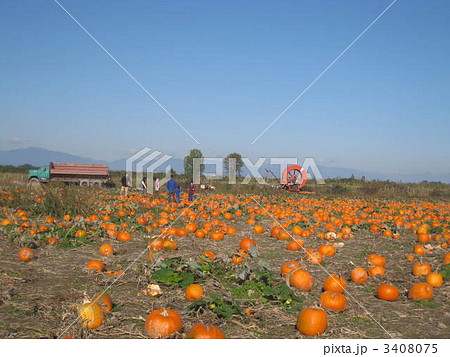 かぼちゃ畑の写真素材