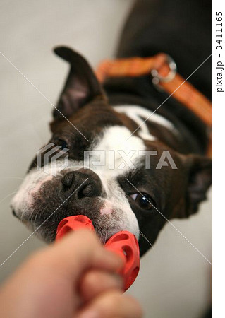 引っ張り合い 犬の写真素材