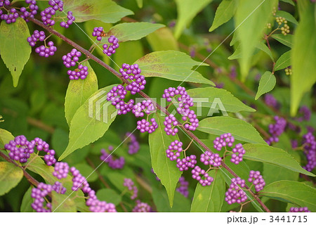 コムラサキ 植物 紫色の実 広葉樹の写真素材