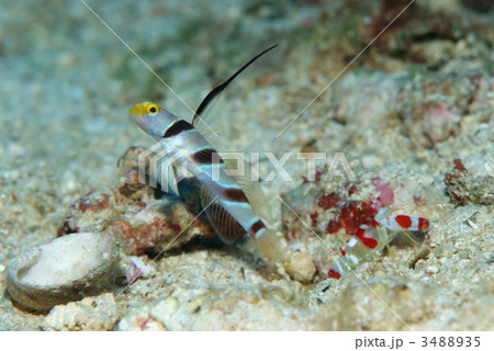 魚 ネジリンボウ 共生ハゼ 海水魚 沖縄の写真素材