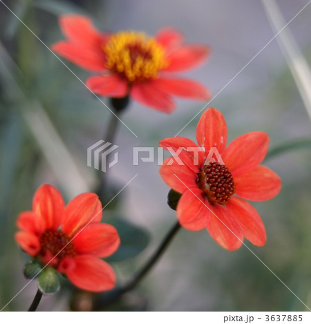 コンパクトダリア ファンタジーオレンジ 花 植物 多年草の写真素材