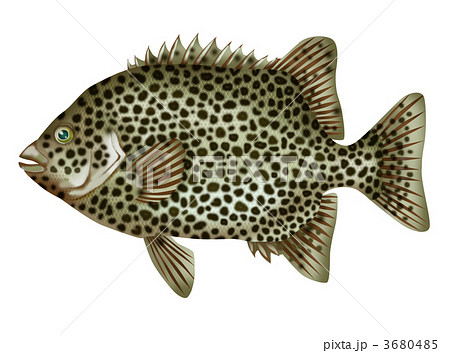 シガテラ 海水 魚