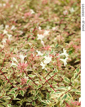 アベリア コンフェティの写真素材