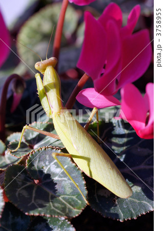 花 昆虫 カマキリ 赤色の写真素材 - PIXTA