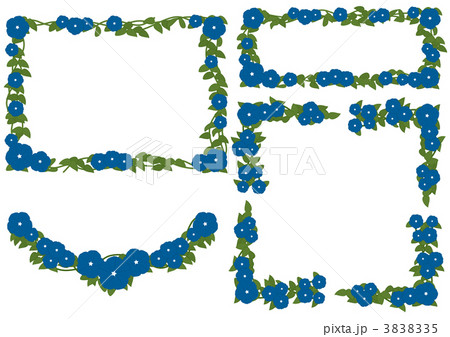 フレーム アメリカンブルー エボルブルス 花の写真素材