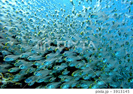 小魚 大群 キンメモドキ 集団の写真素材