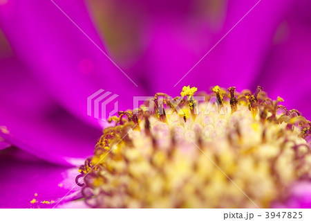 花粉 雄しべ サイネリア 花の写真素材