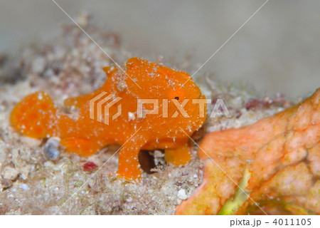 カエルアンコウの幼魚の写真素材