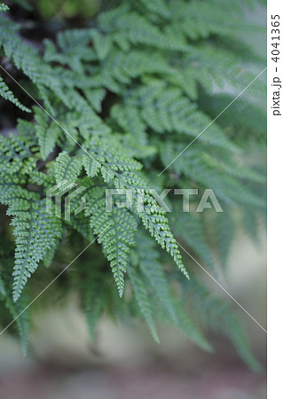 シノブ しのぶ シダ 植物の写真素材