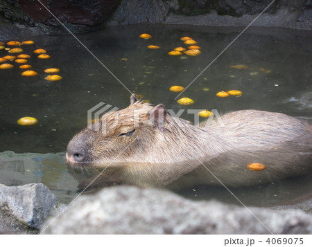 カピバラ オニテンジクネズミ 最大 鬼天竺鼠の写真素材 - PIXTA