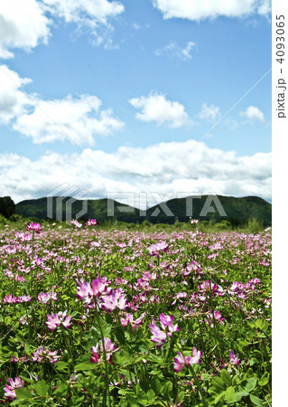 芋沢 蓮華草 桃色 花畑 仙台市 れんげの写真素材