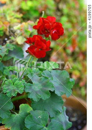 ゼラニウム 赤いゼラニウム 花 赤い花の写真素材 - PIXTA ゼラニウム 赤いゼラニウム 花 赤い花の写真素材 - PIXTA